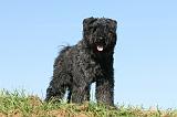 BOUVIER DES FLANDRES 064